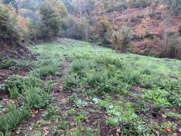 Terreno para Venda em Abadim