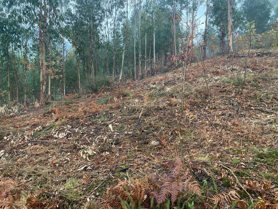 Terreno para Venda em Abadim Foto 11