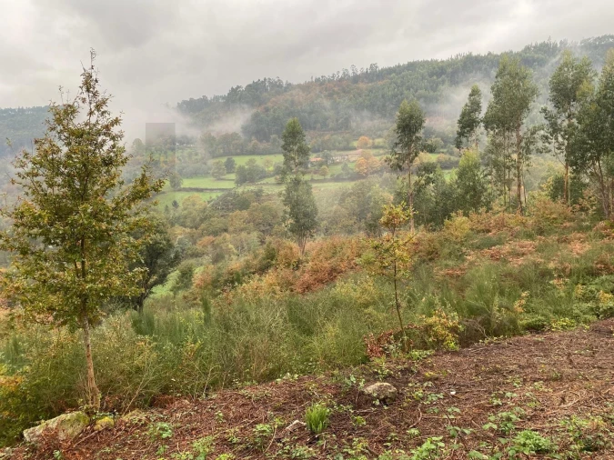 Terreno para Venda em Abadim Foto 6