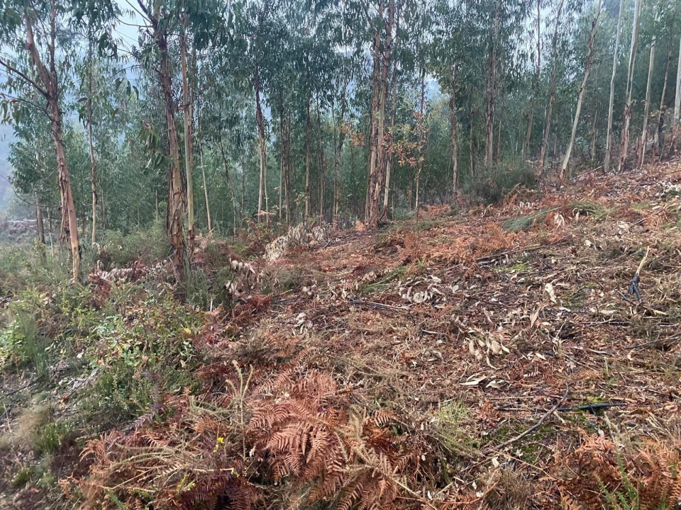 Terreno para Venda em Abadim Foto 5