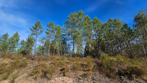 Terreno para Venda em Cebolais de Cima e Retaxo