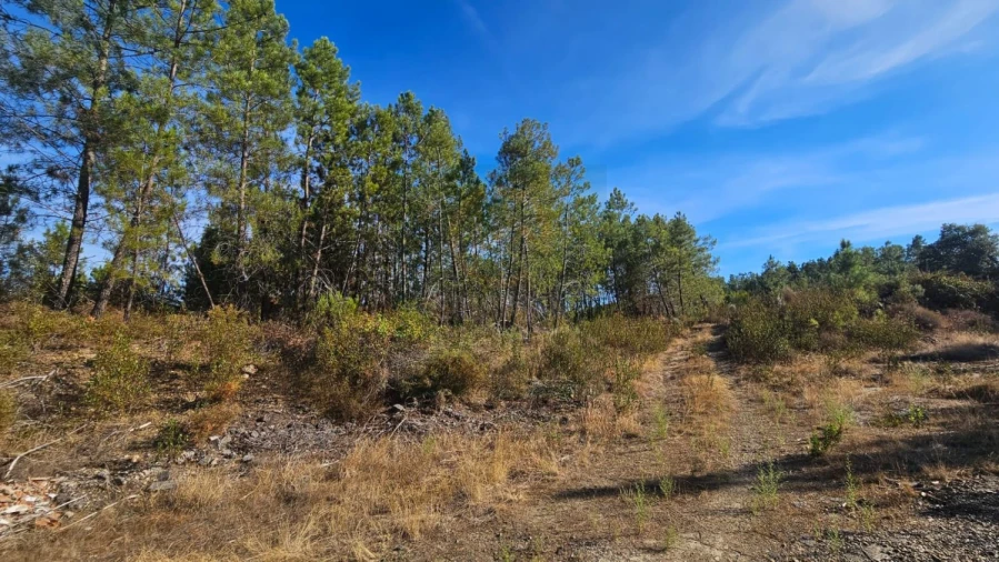 Terreno para Venda em Cebolais de Cima e Retaxo Foto 6