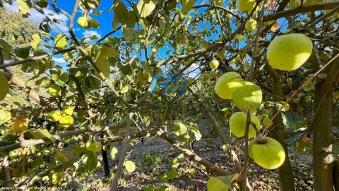 Terreno para Venda em Valadares