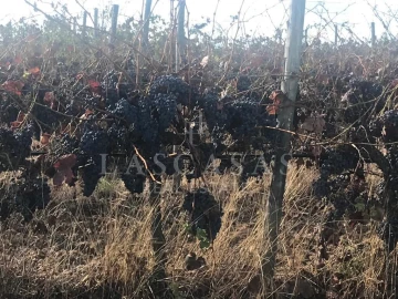 Quinta T8 para Venda em Redondo