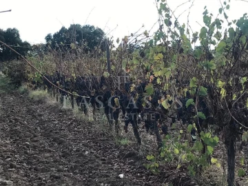 Quinta T8 para Venda em Redondo