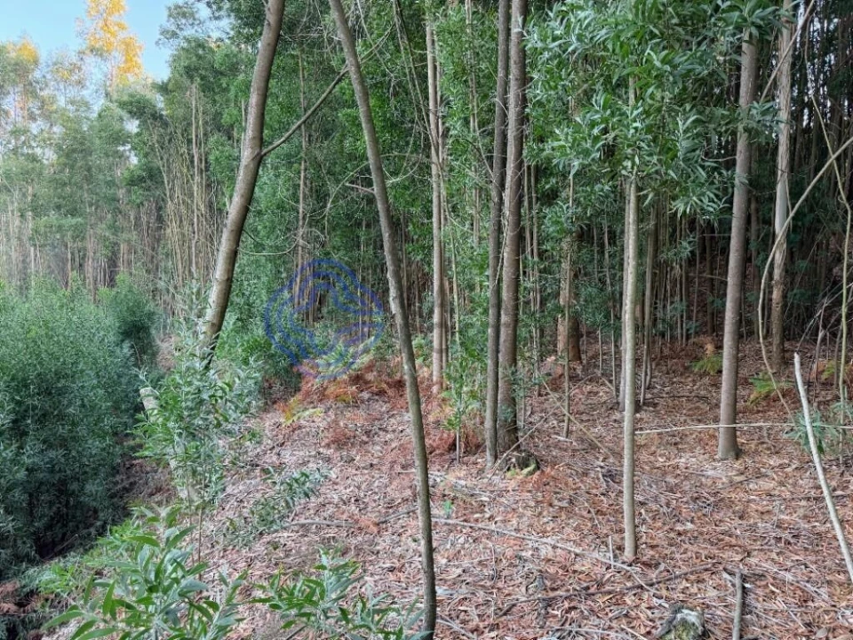 Terreno para Venda em Pedroso e Seixezelo Foto 5
