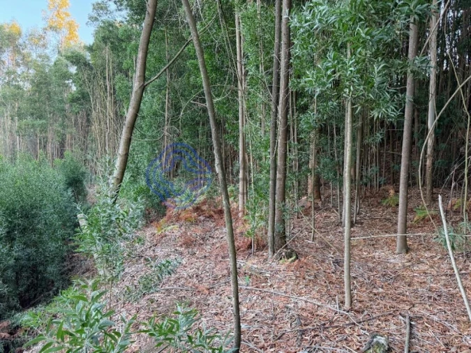 Terreno para Venda em Pedroso e Seixezelo Foto 5