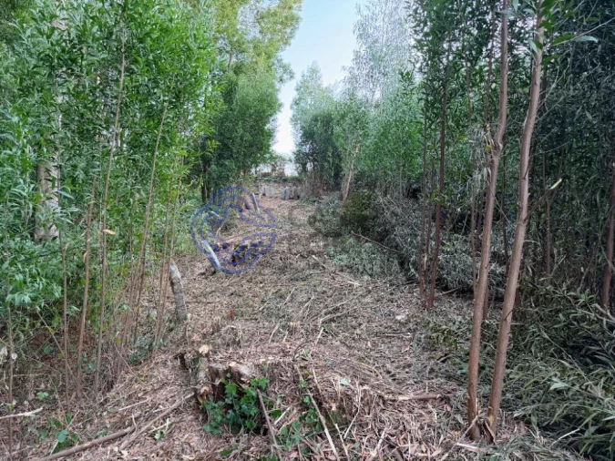 Terreno para Venda em Pedroso e Seixezelo Foto 6