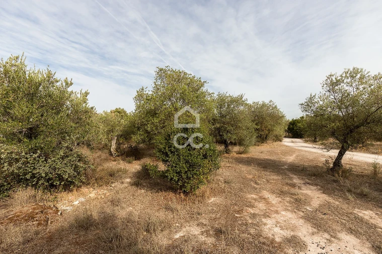 Terreno para Venda em Nossa Senhora da Conceição e São Bartolomeu Foto 4