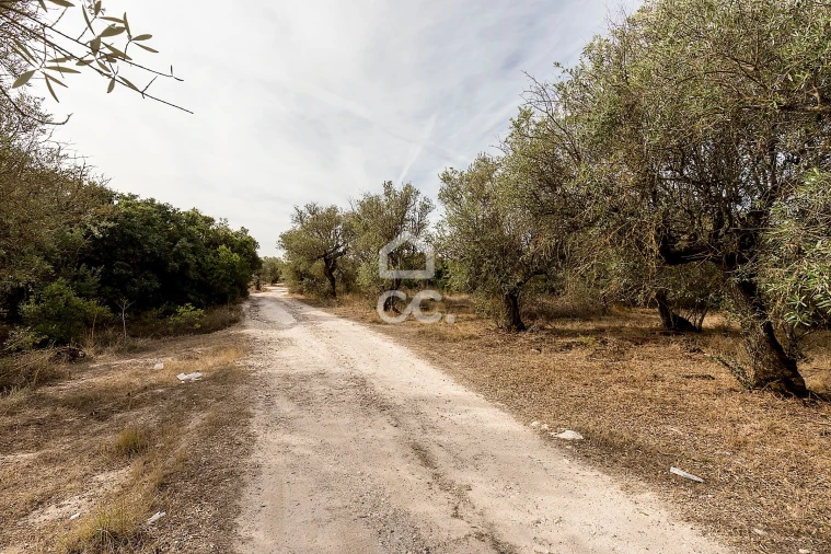 Terreno para Venda em Nossa Senhora da Conceição e São Bartolomeu Foto 6