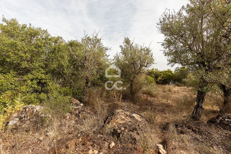 Terreno para Venda em Nossa Senhora da Conceição e São Bartolomeu Foto 12