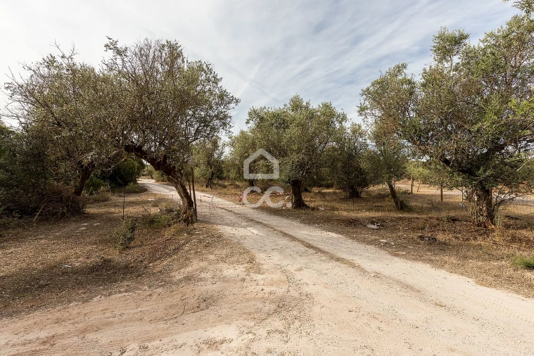 Terreno para Venda em Nossa Senhora da Conceição e São Bartolomeu Foto 7