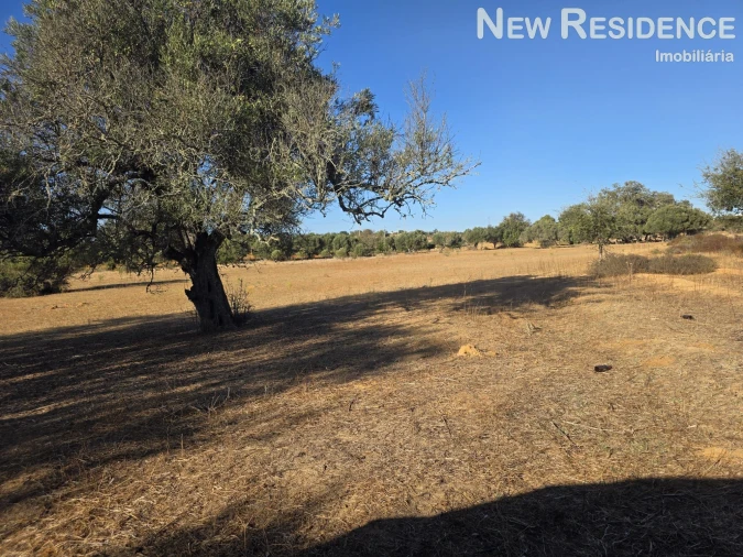 Terreno Agricola ou Rústico para Venda em Guia Foto 2