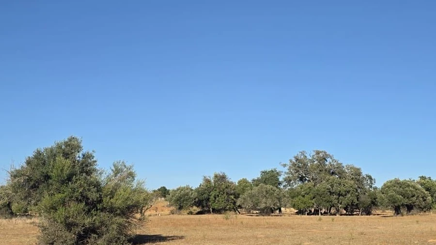 Terreno Agricola ou Rústico para Venda em Guia