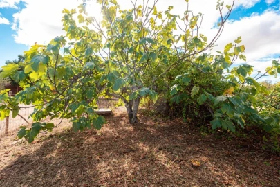 Quinta T1 para Venda em Pedrógão de São Pedro e Bemposta
