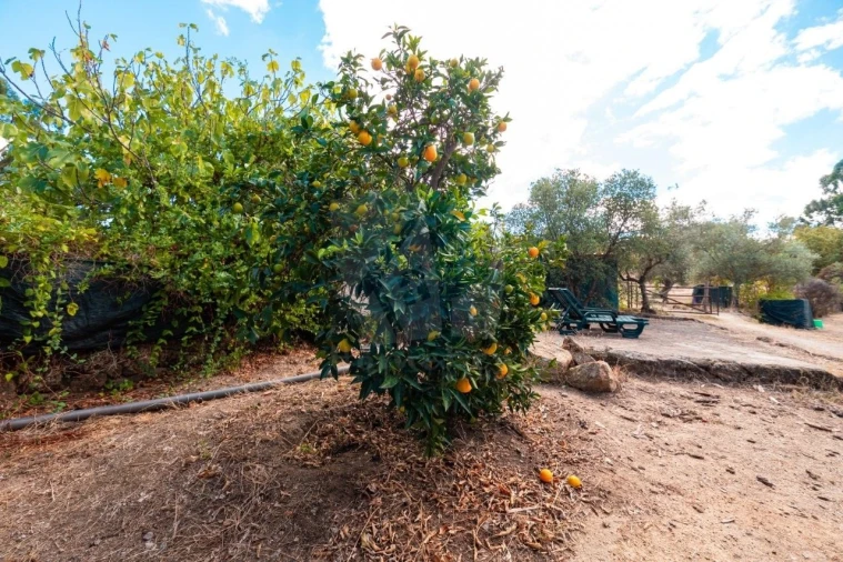 Quinta T1 para Venda em Pedrógão de São Pedro e Bemposta Foto 24