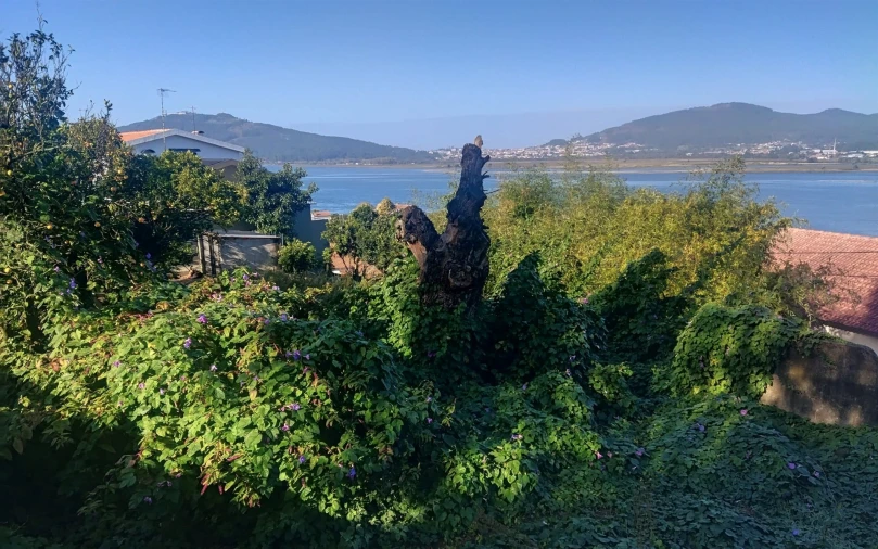 Terreno para Venda em Seixas Foto 11