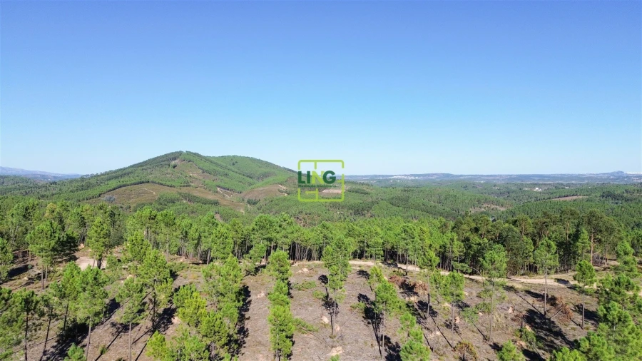 Terreno Agricola ou Rústico para Venda em Sarzedas Foto 10
