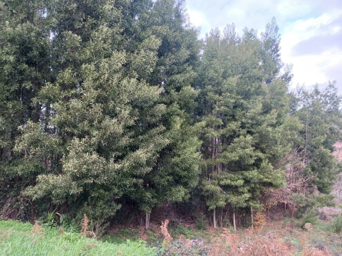 Terreno para Venda em Fornos Foto 3