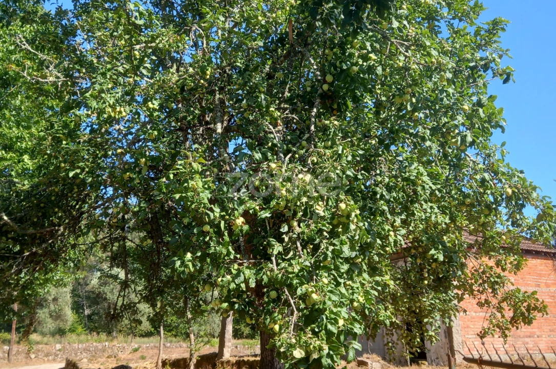 Quinta T2 para Venda em Couto de Baixo e Couto de Cima Foto 16