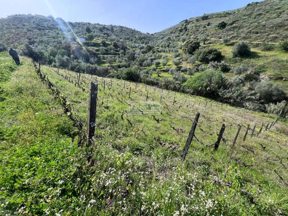 Quinta para Venda em Freixo de Espada a Cinta e Mazouco Foto 8