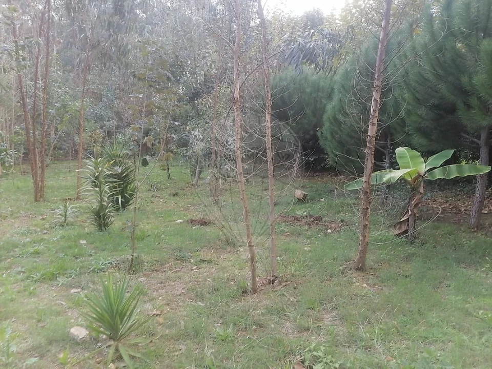 Terreno para Venda em São Miguel do Souto e Mosteirô Foto 18