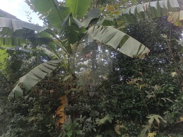 Terreno para Venda em São Miguel do Souto e Mosteirô
