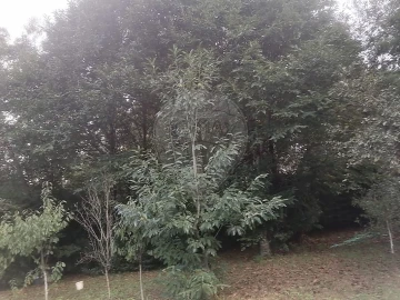Terreno para Venda em São Miguel do Souto e Mosteirô