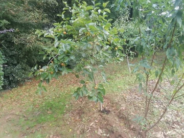 Terreno para Venda em São Miguel do Souto e Mosteirô