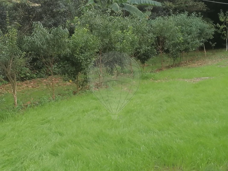 Terreno para Venda em São Miguel do Souto e Mosteirô Foto 20