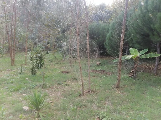 Terreno para Venda em São Miguel do Souto e Mosteirô Foto 18
