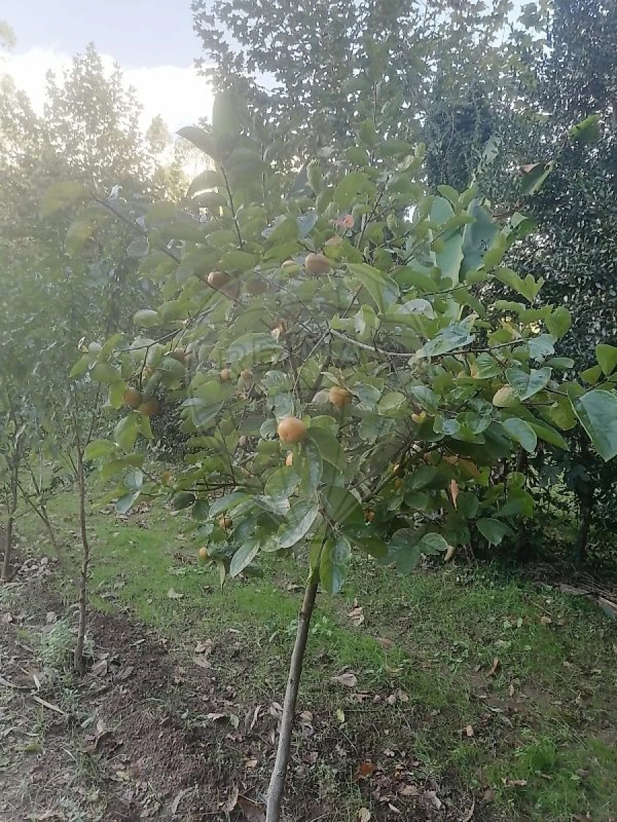 Terreno para Venda em São Miguel do Souto e Mosteirô Foto 2