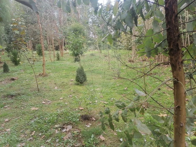 Terreno para Venda em São Miguel do Souto e Mosteirô Foto 15