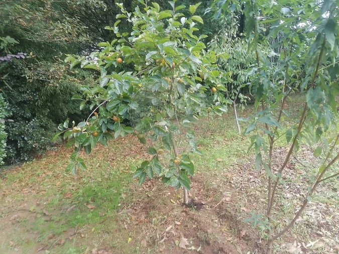 Terreno para Venda em São Miguel do Souto e Mosteirô Foto 26