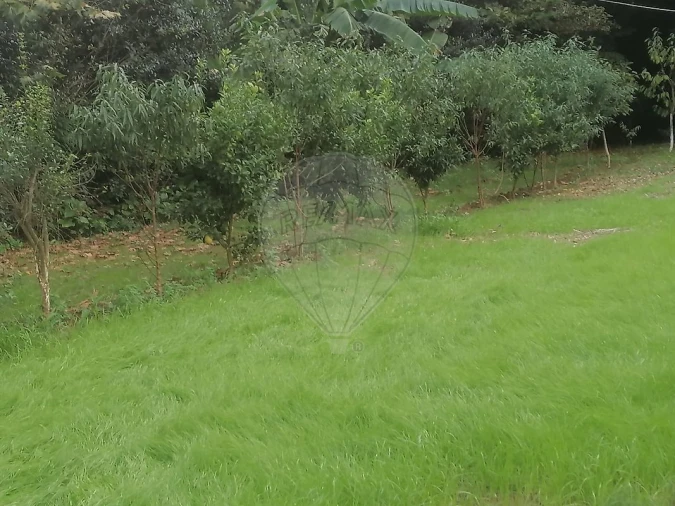 Terreno para Venda em São Miguel do Souto e Mosteirô Foto 20