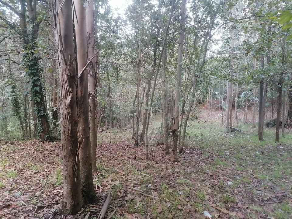 Terreno para Venda em São Miguel do Souto e Mosteirô Foto 25