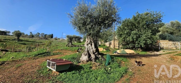 Terreno para Venda em Boliqueime