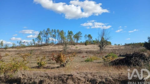 Terreno para Venda em Sarzedas