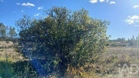 Terreno para Venda em Sarzedas