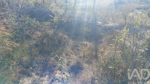 Terreno para Venda em Sarzedas