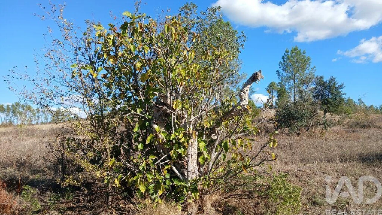 Terreno para Venda em Sarzedas Foto 13