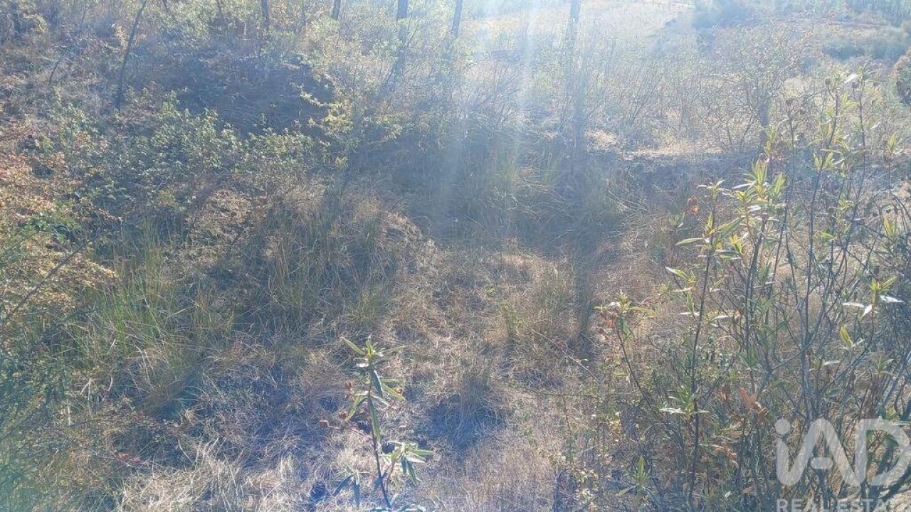 Terreno para Venda em Sarzedas Foto 3