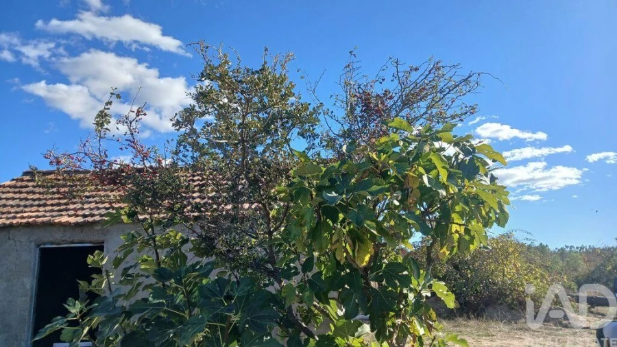Terreno para Venda em Sarzedas Foto 32