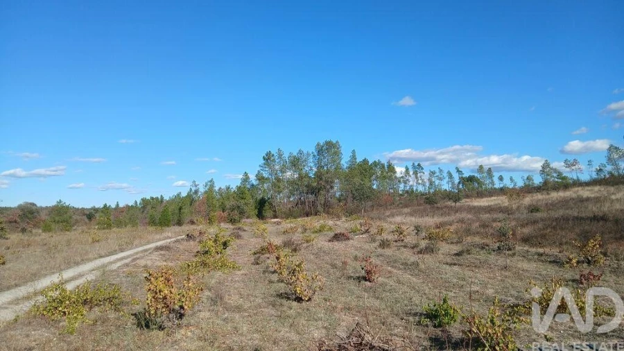 Terreno para Venda em Sarzedas Foto 16