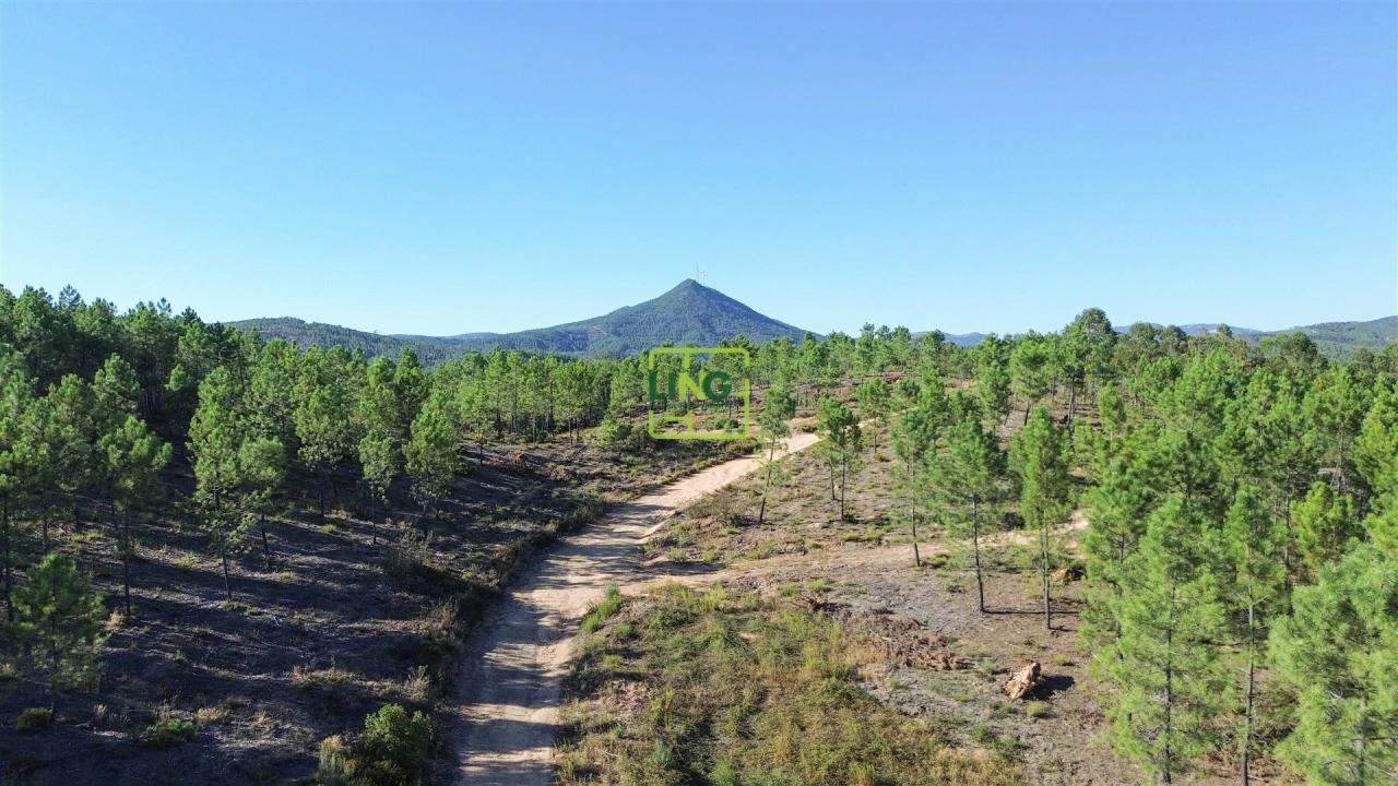 Terreno Agricola ou Rústico para Venda em Sarzedas Foto 17