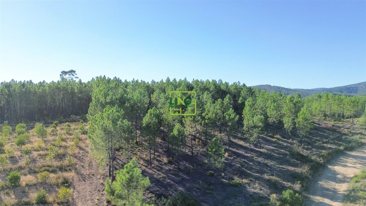 Terreno Agricola ou Rústico para Venda em Sarzedas Foto 11