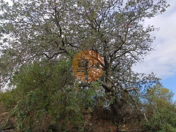Terreno para Venda em Alcoutim e Pereiro
