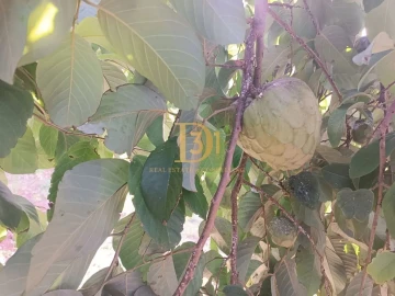 Terreno para Venda em Santana