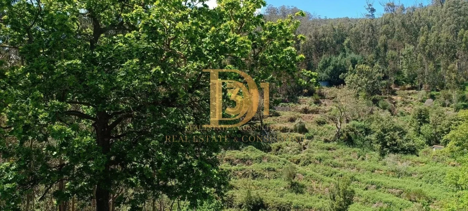 Terreno para Venda em Monte Foto 7