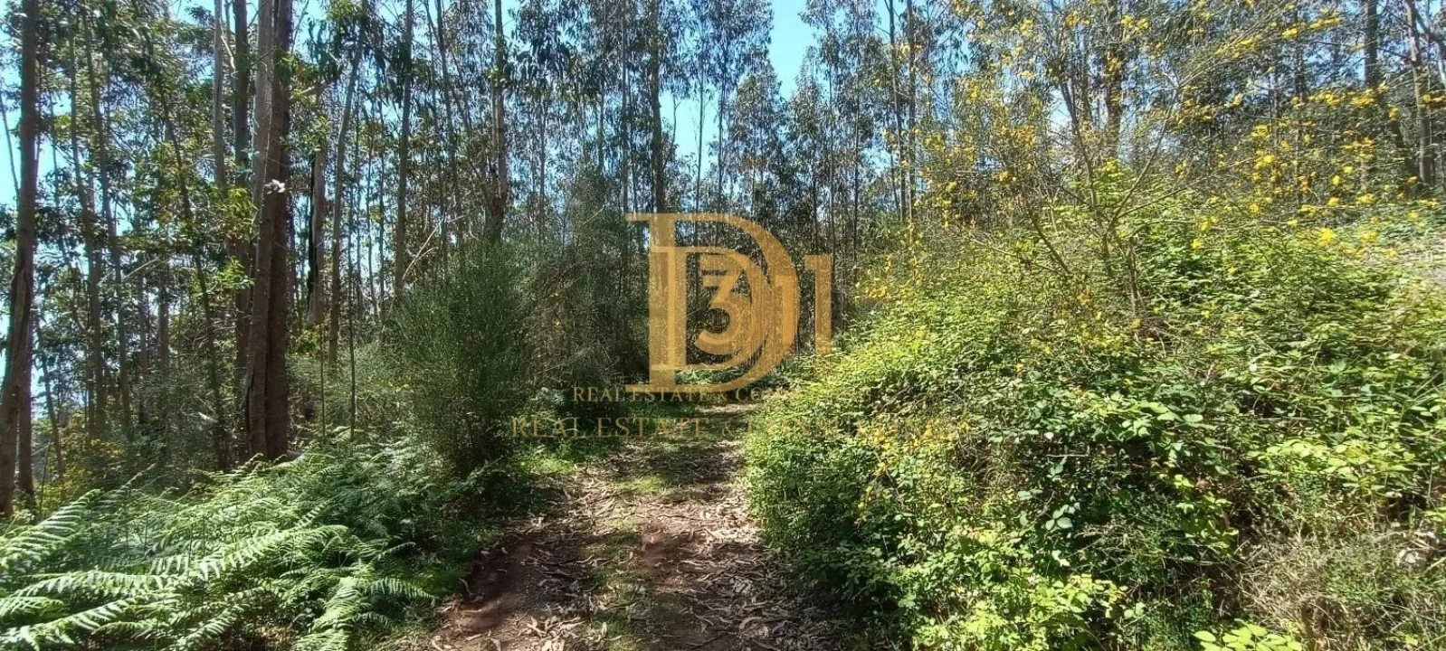 Terreno para Venda em Monte Foto 10
